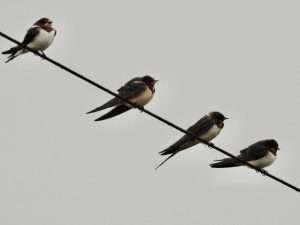 Swallow at The Turf by Elizabeth Mulgrew on September 1 2025