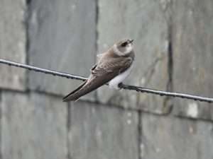 Sand Martin at The Turf by Elizabeth Mulgrew on September 1 2025