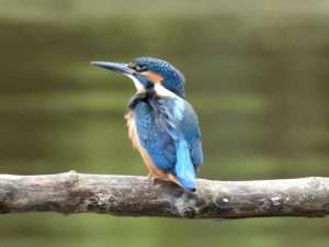 Kingfisher at River Plym by Elizabeth Mulgrew on September 4 2025