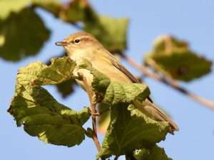 Chiffchaff at Ivybridge by Elizabeth Mulgrew on September 26 2025