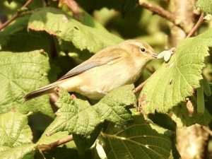 Chiffchaff at Ivybridge by Elizabeth Mulgrew on September 26 2025