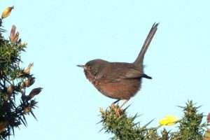 Dartford Warbler at Dawlish Warren NR by John Reeves on January 5 2026