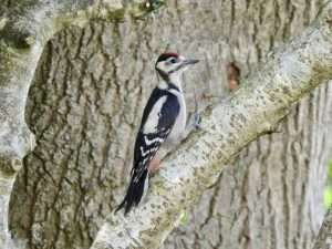 Great Spotted Woodpecker at Ivybridge by Elizabeth Mulgrew on June 19 2025