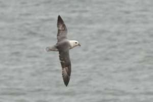 Fulmar at Brandy Head by John Reeves on January 20 2025