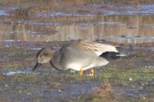 Gadwall at Otter Estuary by John Reeves on January 3 2026
