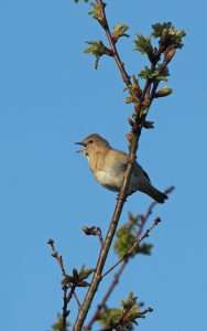 Garden Warbler at Roadford by Adrian Davey on May 19 2023