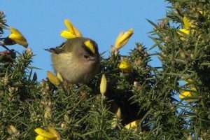 Goldcrest at Dawlish Warren NR by John Reeves on January 5 2026