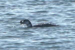 Great Northern Diver at Dawlish Warren NR by John Reeves on January 5 2026