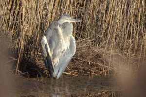 Grey Heron at Otter Estuary by John Reeves on January 3 2026
