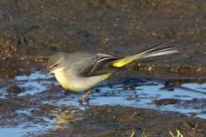 Grey Wagtail at Otter Estuary by John Reeves on January 3 2026