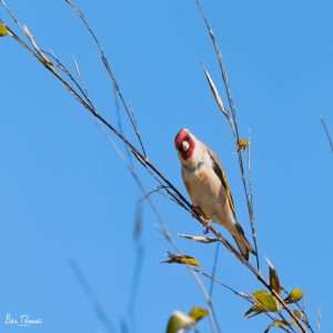 Goldfinch at Princetown  by Barry Thomas on April 27 2025