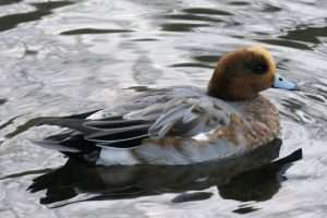 Wigeon at Ilfracombe  by Martin on December 18 2025