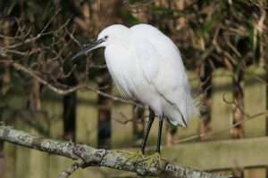 Little Egret at Ilfracombe  by Martin on January 2 2026