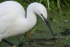 Little Egret at Ilfracombe  by Martin on January 2 2026