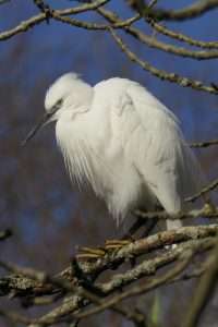 Little Egret at Ilfracombe  by Martin on January 2 2026