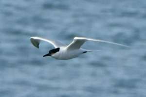 Sandwich Tern at Capstone Point by Martin on April 9 2026