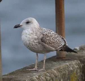 yellow legged gull at Fremington Quay  by Dave Paterson on October 21 2025