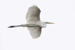 Great White Egret at Saltpill Duck Pond by Dave Paterson on August 10 2023