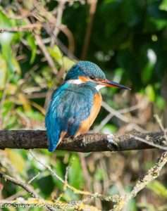 Kingfisher at Budleigh Salterton LORP by Lee Summersby on January 22 2026