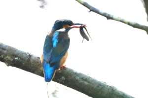 Kingfisher at Stover Country Park by John Reeves on February 6 2025