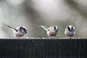 Long-tailed Tit at Stover Country Park Woodland Walk by Nick de Cent on January 17 2026