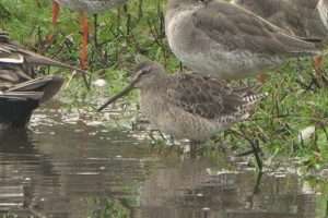 Long-billed Dowitcher at Bowling Green Marsh NR by John Reeves on October 23 2024