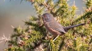 Dartford Warbler at Aylesbeare Common by Dougie Willams on May 31 2023