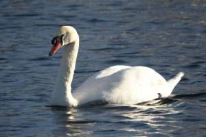 Mute Swan at Turf Canal, Exe Estuary by John Reeves on January 2 2025