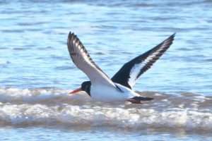 Oystercatcher at Dawlish Warren NR by John Reeves on January 5 2026