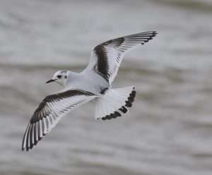 Little Gull at Teignmouth   by Michael Pound on January 26 2026