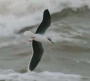 Little Gull at Teignmouth   by Michael Pound on January 26 2026