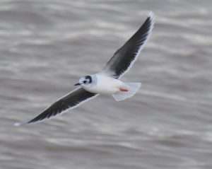Little Gull at Teignmouth   by Michael Pound on January 26 2026