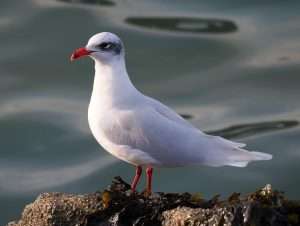 Mediterranean Gull at Brixham by Michael Pound on January 30 2026