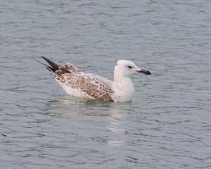 Caspian Gull at Brixham by Michael Pound on January 30 2026