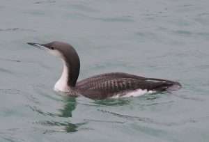 Black-throated Diver at Brixham by Michael Pound on January 30 2026