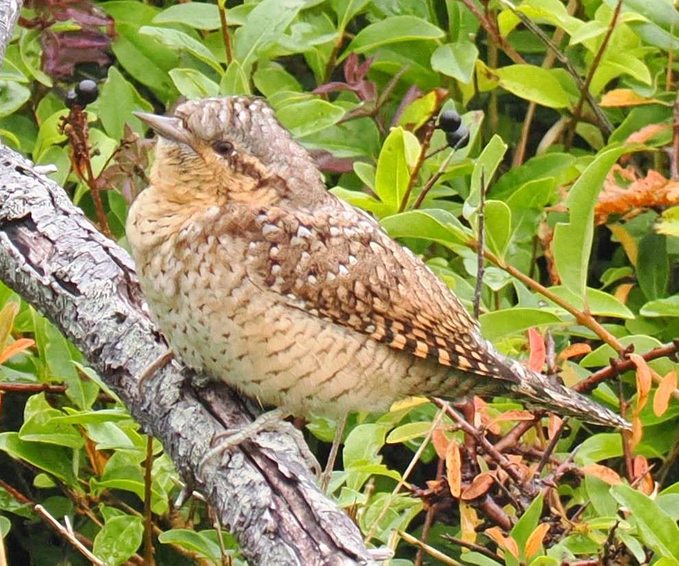 Gallery Detail: Wryneck At Hopes Nose By Michael Pound