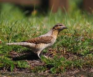 Wryneck at Turf lock Exeter by michael pound on August 19 2025