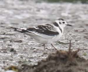 Little Gull at River Teign opposite passage house inn by michael pound on September 7 2025