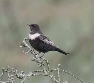 Ring Ouzel at dartmoor by michael pound on October 22 2025
