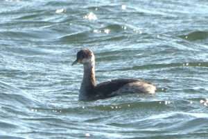 Red-necked Grebe at Slapton Ley by John Reeves on February 6 2025