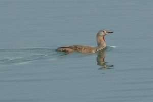 Red-throated Diver at Skern on the Taw/Torridge estuary by Martin Unwin on October 16 2025