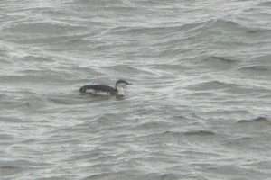 Red-throated Diver at Brandy Head by John Reeves on January 20 2025