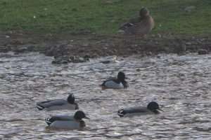 Ring-necked Duck at Blackhill Quarry by John Reeves on February 21 2022