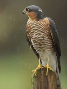 Sparrowhawk at South Brent by Steve Hopper on October 24 2023