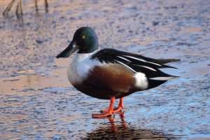 Shoveler at Dawlish Warren NR by John Reeves on January 5 2026