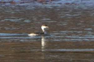 Slavonian Grebe at Otter Estuary by John Reeves on January 3 2026