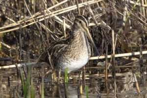Snipe at Dawlish Warren NR by John Reeves on January 5 2026