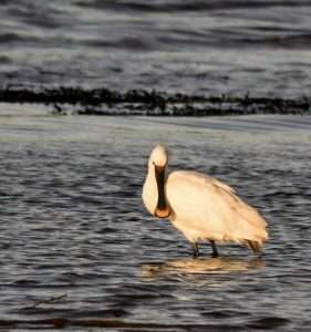 Spoonbill at Fremington Quay by Stephen Mills on January 2 2026