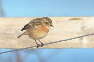 Stonechat at Otter Estuary by John Reeves on January 3 2026