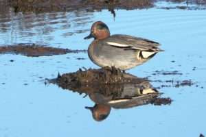 Teal at Otter Estuary by John Reeves on January 3 2026